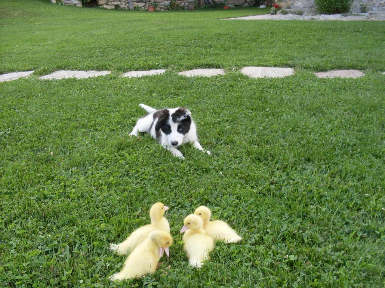 Can Gallo Льянарс Экстерьер фото